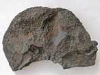 Planohybodus grossiconus cartilage Fossile du jurassique Boulonnais
